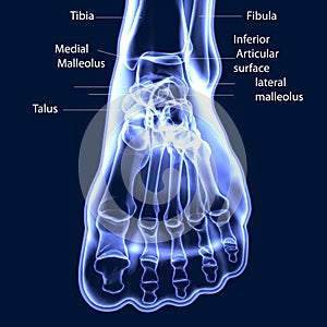 3d illustration of human body feet bone