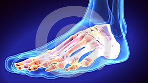 3d illustration of human body feet bone