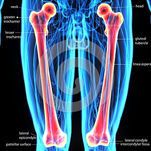3d illustration of human body femur bone
