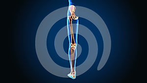 3d illustration of human body leg joint anatomy