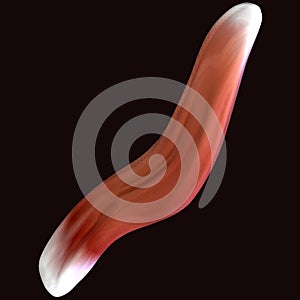 3d illustration of human body muscle part