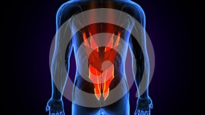 3d illustration of human body muscle part anatomy