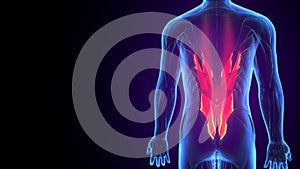 3d illustration of human body muscle part anatomy