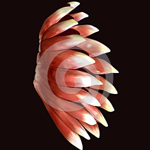 3d illustration of human body muscle parts