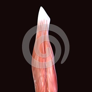 3d illustration of human body muscle parts