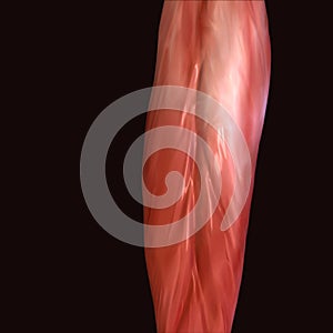 3d illustration of human body muscle parts