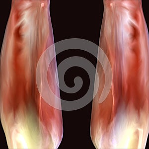 3d illustration of human body muscle parts