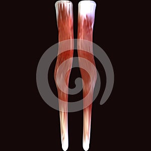 3d illustration of human body muscle parts