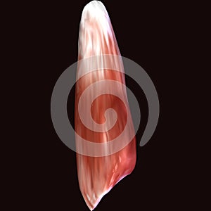 3d illustration of human body muscle parts