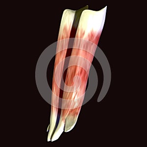 3d illustration of human body muscle parts