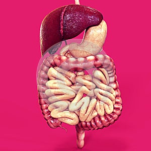 3d illustration of human body organ
