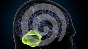 3d illustration of human body organ brain cerebrum anatomy.