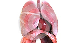 3d illustration of human body organs