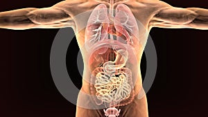 3d illustration of human body organs