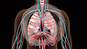 3d illustration of human body organs