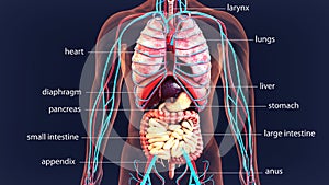 3d illustration human body organs .human body system.