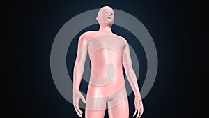 3d illustration of a human body shape anatomy.