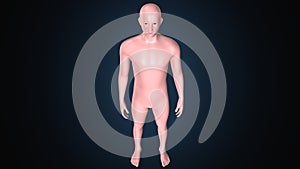 3d illustration of a human body shape anatomy.