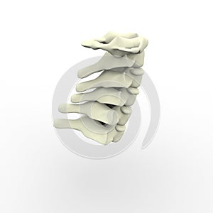 3d illustration of human body skeletal cervical vertebra