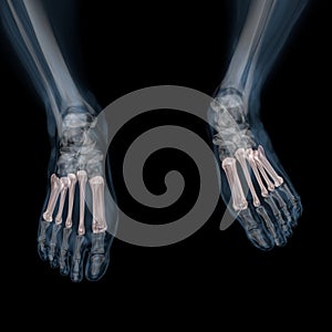 3d illustration of human body skeletal metatarsal