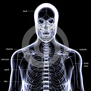 3d illustration of human body skeleton anatomy