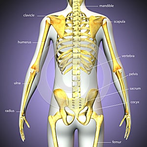 3d illustration of human body skeleton anatomy