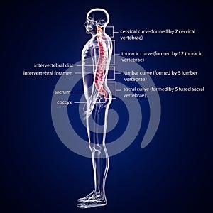 3d illustration of human body spinal bone anatomy