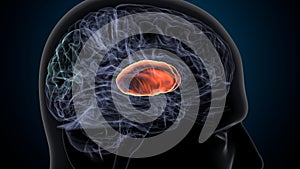 3d illustration of human brain Brain putamen Anatomy.