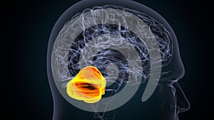 3d illustration of human brain cerebellum anatomy