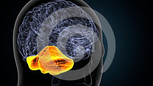 3d illustration of human brain cerebellum anatomy