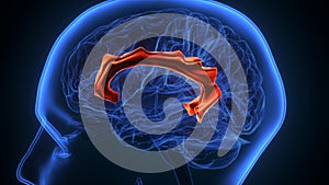 3d illustration of human brain cingulate gyrus anatomy