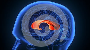 3d illustration of human brain Corpus callosum Anatomy