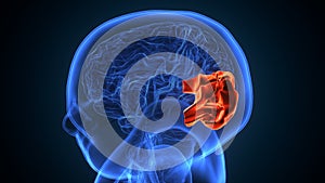 3d illustration of human brain inferior frontal gyrus Anatomy