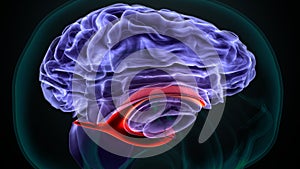 3d illustration of human Brain lateral ventricle anatomy