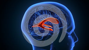 3d illustration of human brain lateral ventricle Anatomy