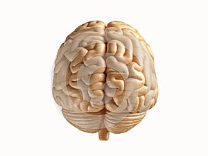 3d illustration of human brain made of wood