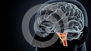 3d illustration.of human brain medulla oblongata anatomy.