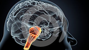 3d illustration.of human brain medulla oblongata anatomy.