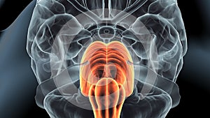 3d illustration.of human brain medulla oblongata anatomy.