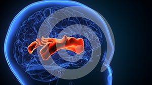 3d illustration of human brain post central anatomy.