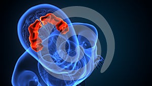 3d illustration of human brain post central anatomy.