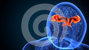 3d illustration of human brain post central anatomy.