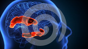 3d illustration of human brain post central anatomy.