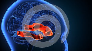 3d illustration of human brain post central anatomy.