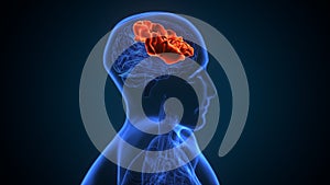 3d illustration of human brain post central anatomy.