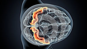 3d illustration of human brain post central anatomy.