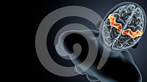 3d illustration of human brain post central anatomy.