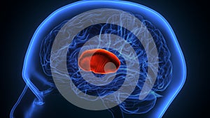 3d illustration human brain put amen anatomy.