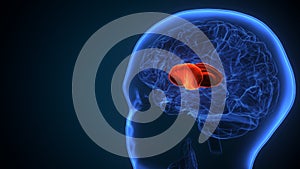 3d illustration human brain put amen anatomy.