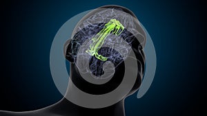 3d illustration of human brain superior frontal gurus Anatomy.